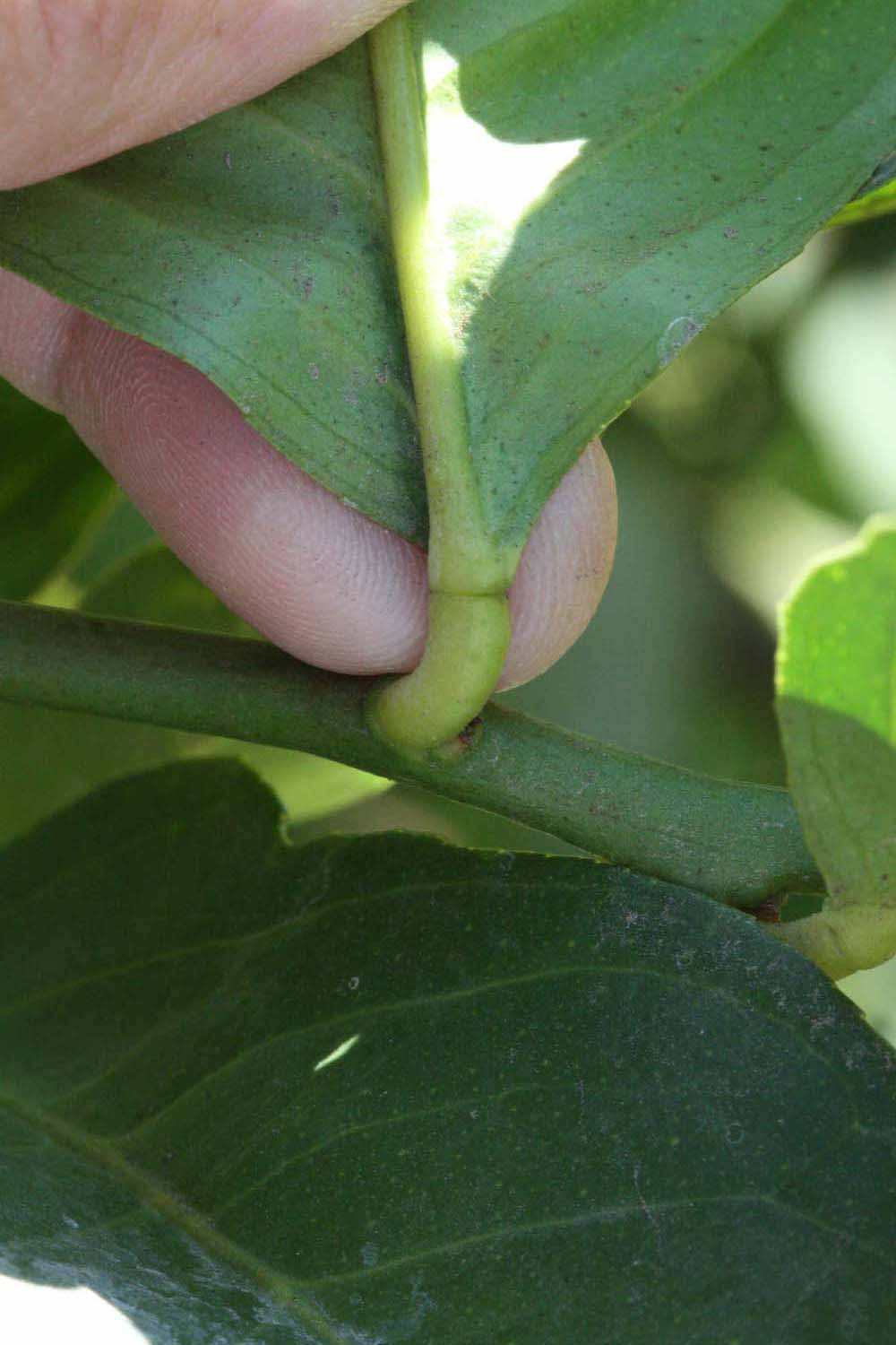              Petiole (Riverside, CA)       